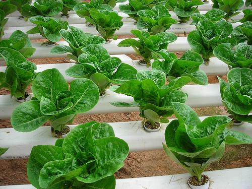 Biostimulant