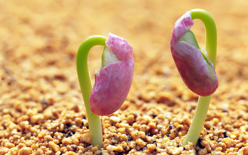 Plant Growth Promoter