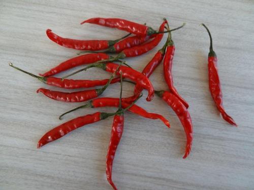 Hot Chilli From India