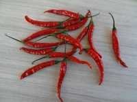 Hot Chilli From India