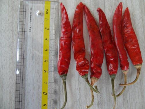 Indian Hot Chillies