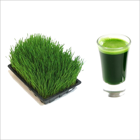 Wheat Grass Juice