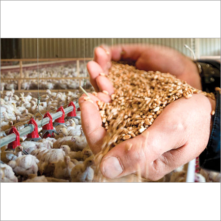 High Protein Poultry Feed