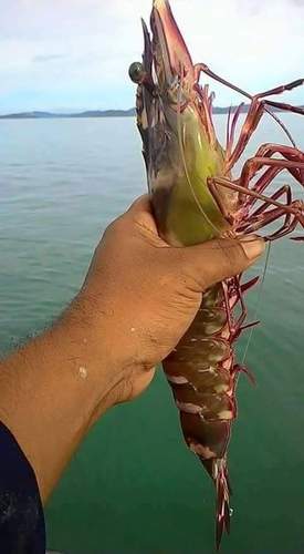 RED PRAWN MANUFACTURER