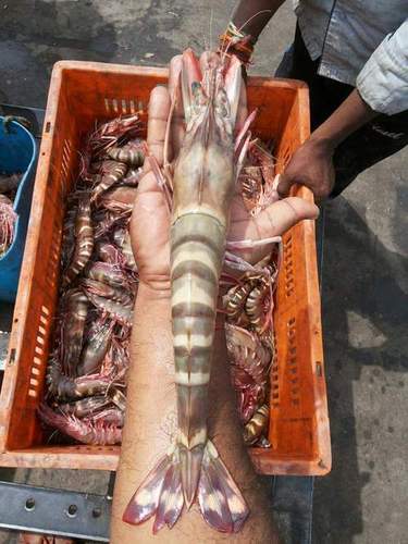 Tiger Prawn suppliers