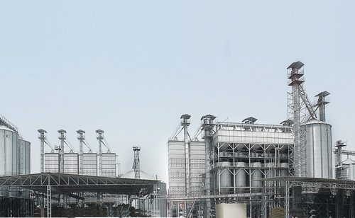 Sella Plant