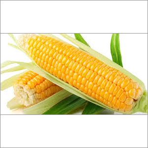 Yellow Corn