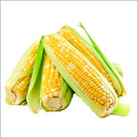 Corn Maize