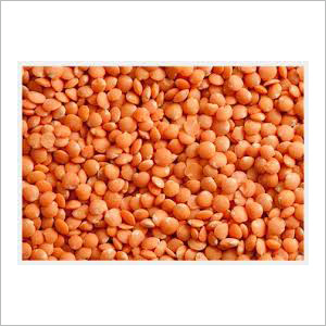 Red Lentil