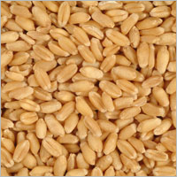 Yellow Wheat