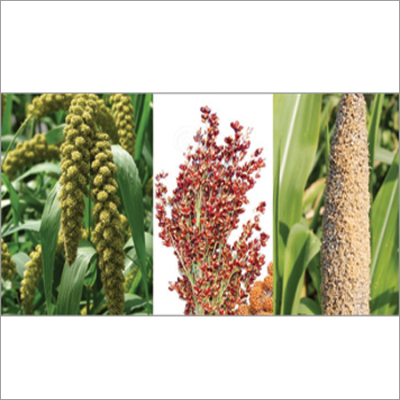 Millet Varieties
