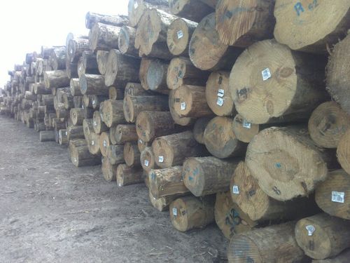 New Zealand Pine Logs