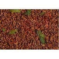 Salty Mouth Freshener