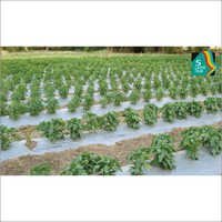 Reflective Mulch Films