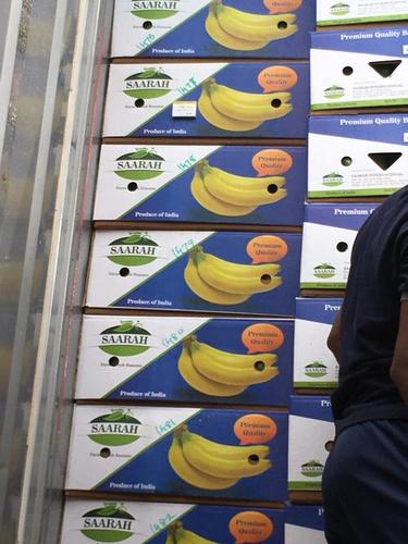 Cavendish Banana Fruit