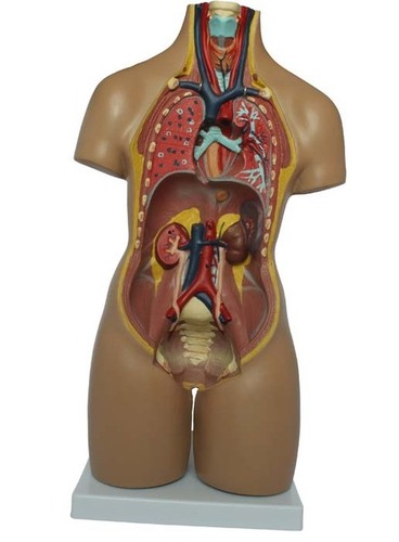 55CM Unisex Torso 20 Parts - High Class Material, 55 CM, Detailed Anatomy, Educational Tool