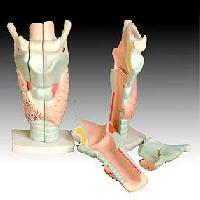 Magnified HumanLarynx Model