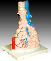 MagnifiedPulmonary AlveoliModel