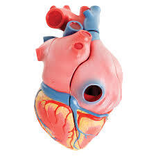 Life-size Heart Model