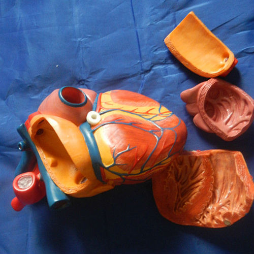 New Style Life-size Heart Model