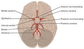 Brain with Arterial - High Class Material, 8-Part Dissectible Model | Cerebral Hemisphere, Brain Stem, Cerebellum, Arterial Supply, On Stand