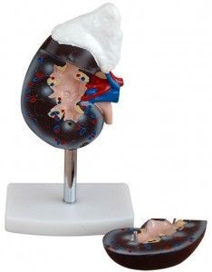 Kidney Model (2Parts)
