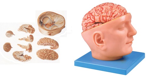 Brain with Arteries on Head - High Class Material, Life-Size, 9-Part Dissectible Design, Educational Tool