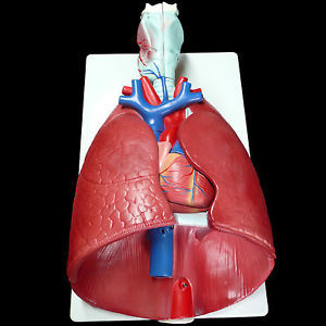 Larynx, Heart andLung Model