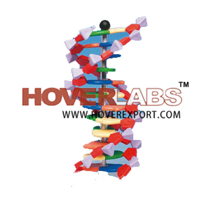 Molecular Layer Kit - Plastic, 20cm | DNA Model, Educational Tool, Easy Assembly, Durable