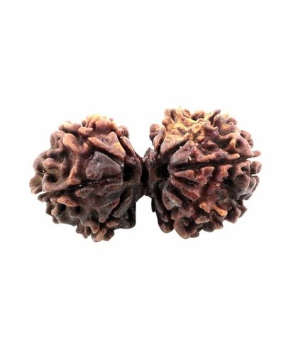 Gauri Shakar Rudraksha