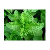 Mentha Arvensis Oil By HINDUSTAN MINT & AGRO PRODUCTS PVT. LTD.