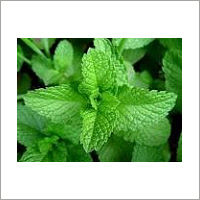 Mentha Arvensis Oil