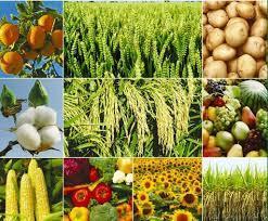 Food Products Safety & Analytical Testing Services