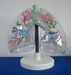 Model of theTransparent Lung Segment