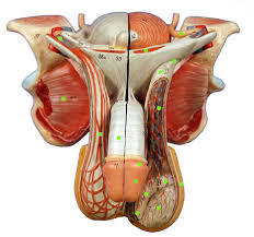 Anatomy Models