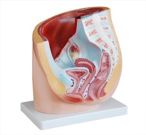 Human Male Pelvis Section (1Part)