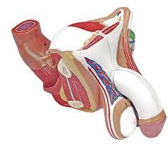 Male Genital Organ Model