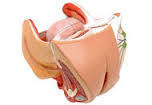 Female Urogenital System - PVC Plastic, Detailed Anatomical Model, Educational Tool