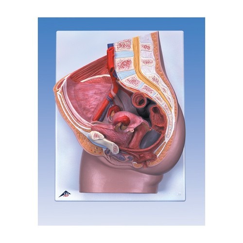 Female Pelvis Model