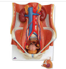 Urinary System Model