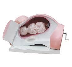 Model of Course of Delivery - PVC Plastic, Pink, Variable Size | Labor Stages, Medical Training, Visual Aid, Realistic Model