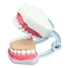 Dental Care Model (32 teeth)