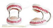 Small Dental Care Model (28 Teeth) - Gum Material, 11x16.5x11 cm, With Tongue & Palate | Oral Teaching, Tooth Form, Cavity Cleaning, Mouth Protection, Brush Included
