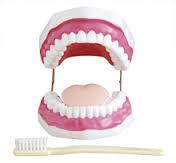 Small Dental Care Model (32 teeth)