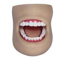 Dental Care Model (with Cheek)