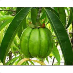 Garcinia Cambogia
