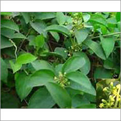 Gymnema Sylvestre