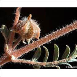 Tribulus Terrestris