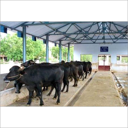 Cattle Farm Shed