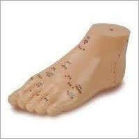 Acupuncture Foot Model